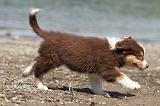BERGER AUSTRALIEN PUPPIES 141